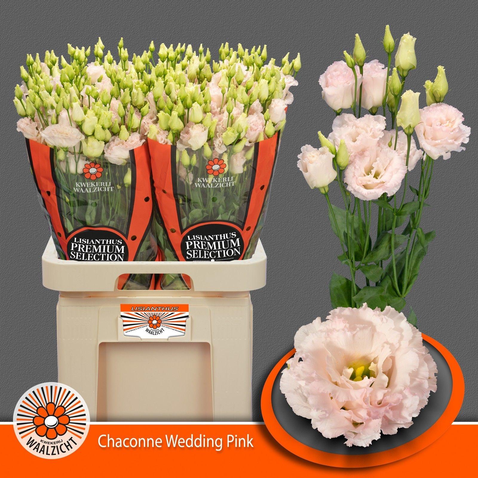 Срезанные цветы оптом Lisianthus do chaconne wedding pink от 40шт из Голландии с доставкой по России