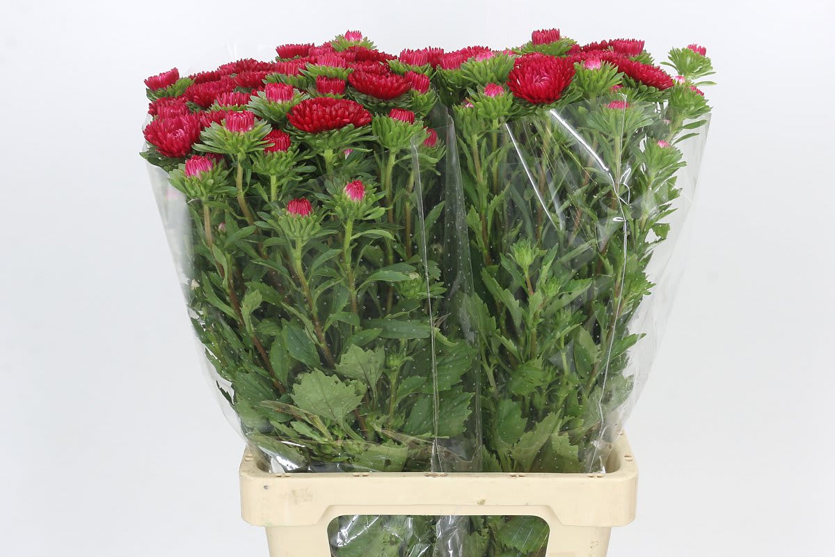 Срезанные цветы оптом Callistephus mats red striped от 40шт из Голландии с доставкой по России