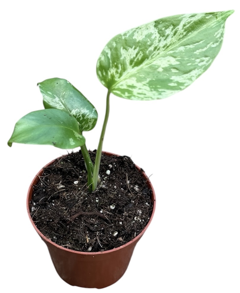 Горшечные цветы и растения оптом Monstera Bulbasaur от 1шт (для телеги) из Голландии с доставкой по России