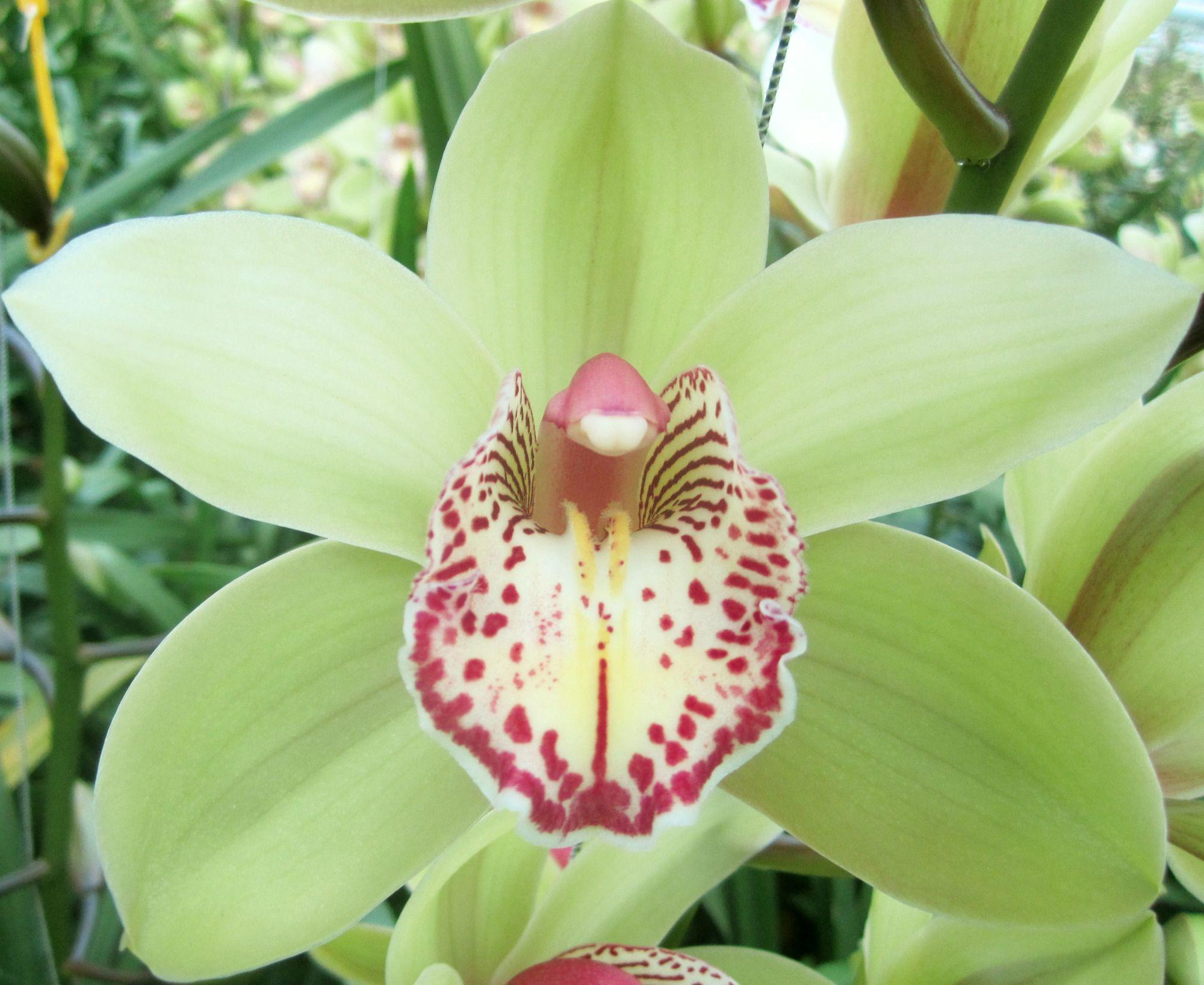 Срезанные цветы оптом Cymbidium green hans от 8шт из Голландии с доставкой по России