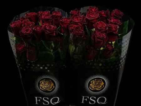 Срезанные цветы оптом Rosa ec black bacarra от 40шт из Голландии с доставкой по России