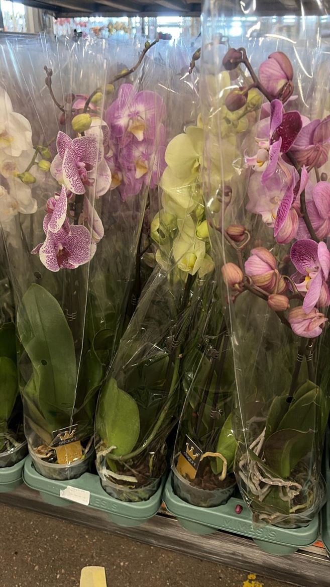 Горшечные цветы и растения оптом Phal 1st Mix 9+ (budget) Bernhard) от 10шт из Голландии с доставкой по России