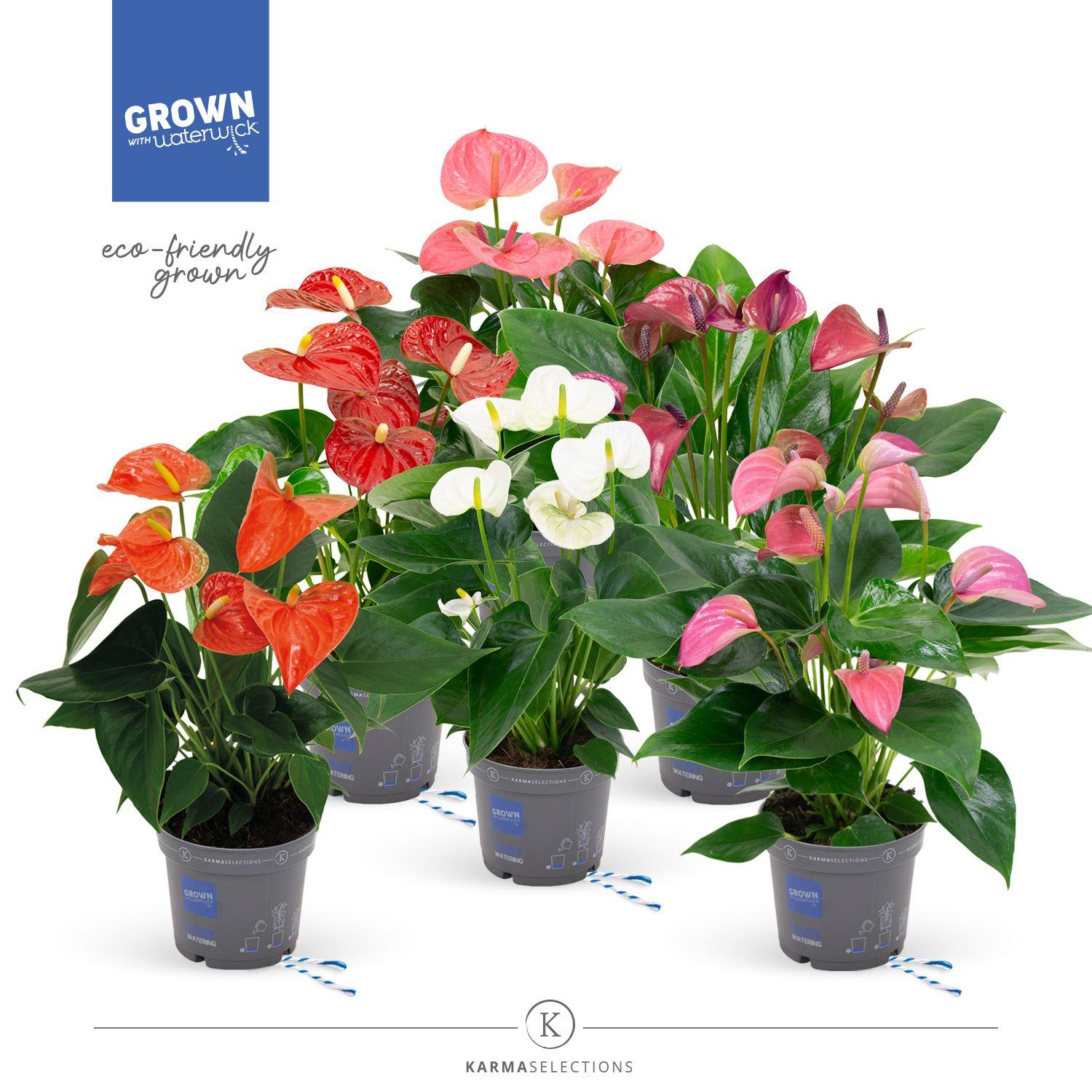 Горшечные цветы и растения оптом Anthurium   ...mix от 10шт из Голландии с доставкой по России