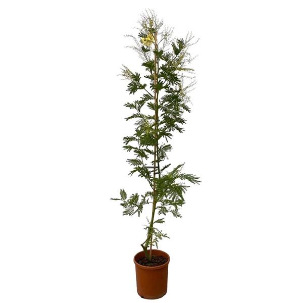 Горшечные цветы и растения оптом Acacia Dealbata Mimosa On Stick от 1шт из Голландии с доставкой по России