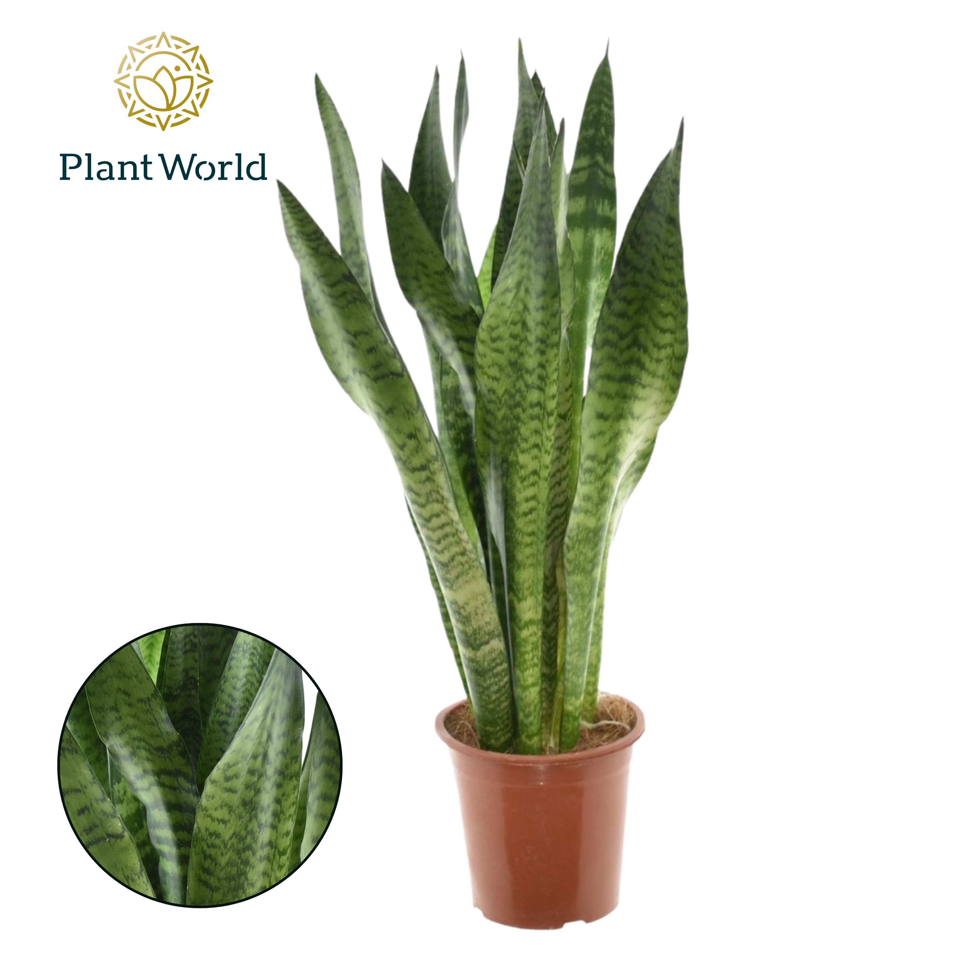 Горшечные цветы и растения оптом Sansevieria Zeylanicaca от 6шт из Голландии с доставкой по России