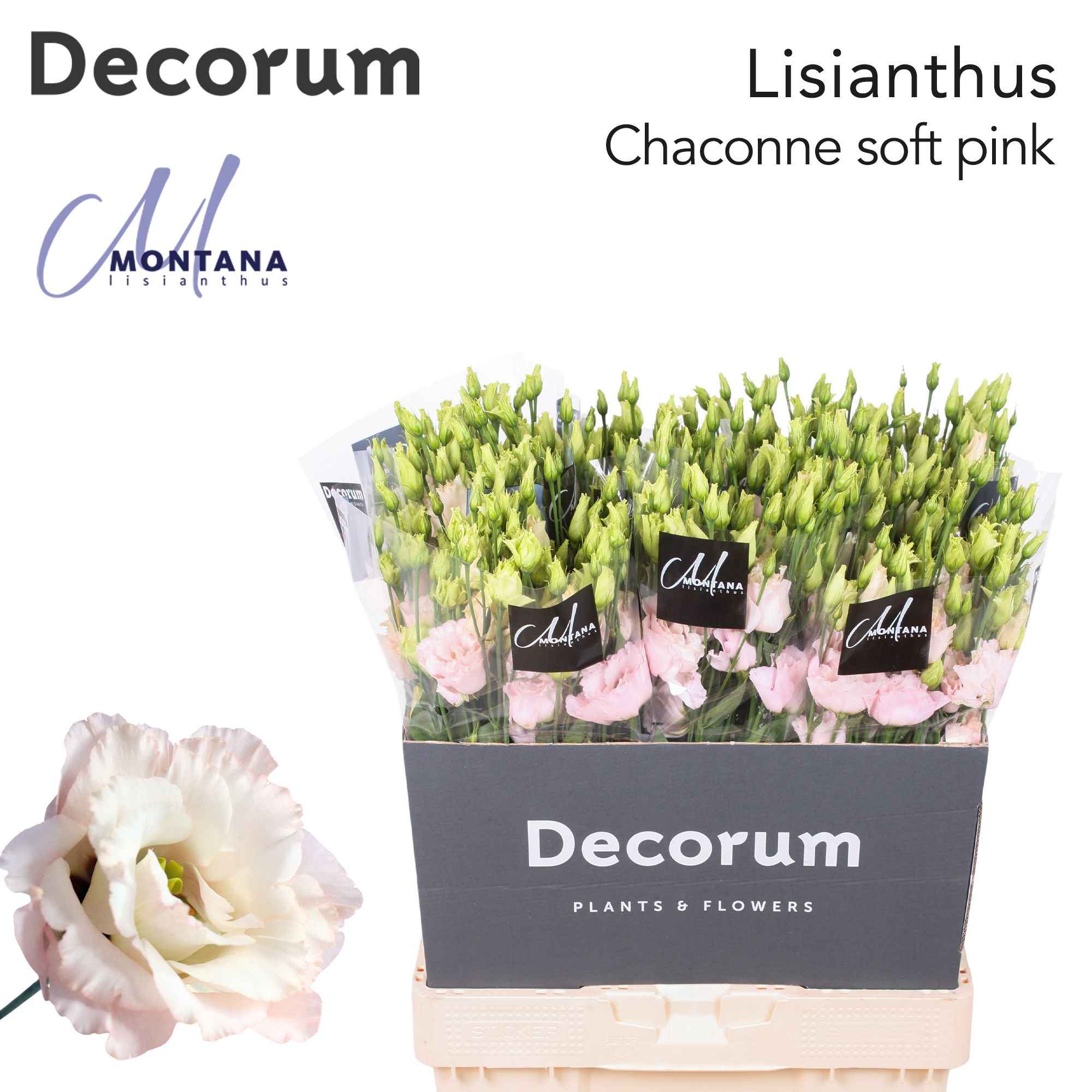 Срезанные цветы оптом Lisianthus do chaconne soft от 40шт. из Голландии с доставкой по России