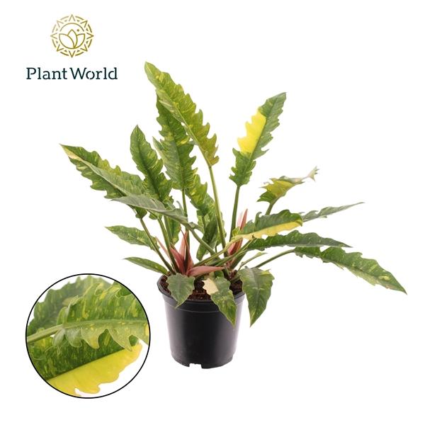 Горшечные цветы и растения оптом Philodendron Narrow Ring Of Fire от 4шт из Голландии с доставкой по России