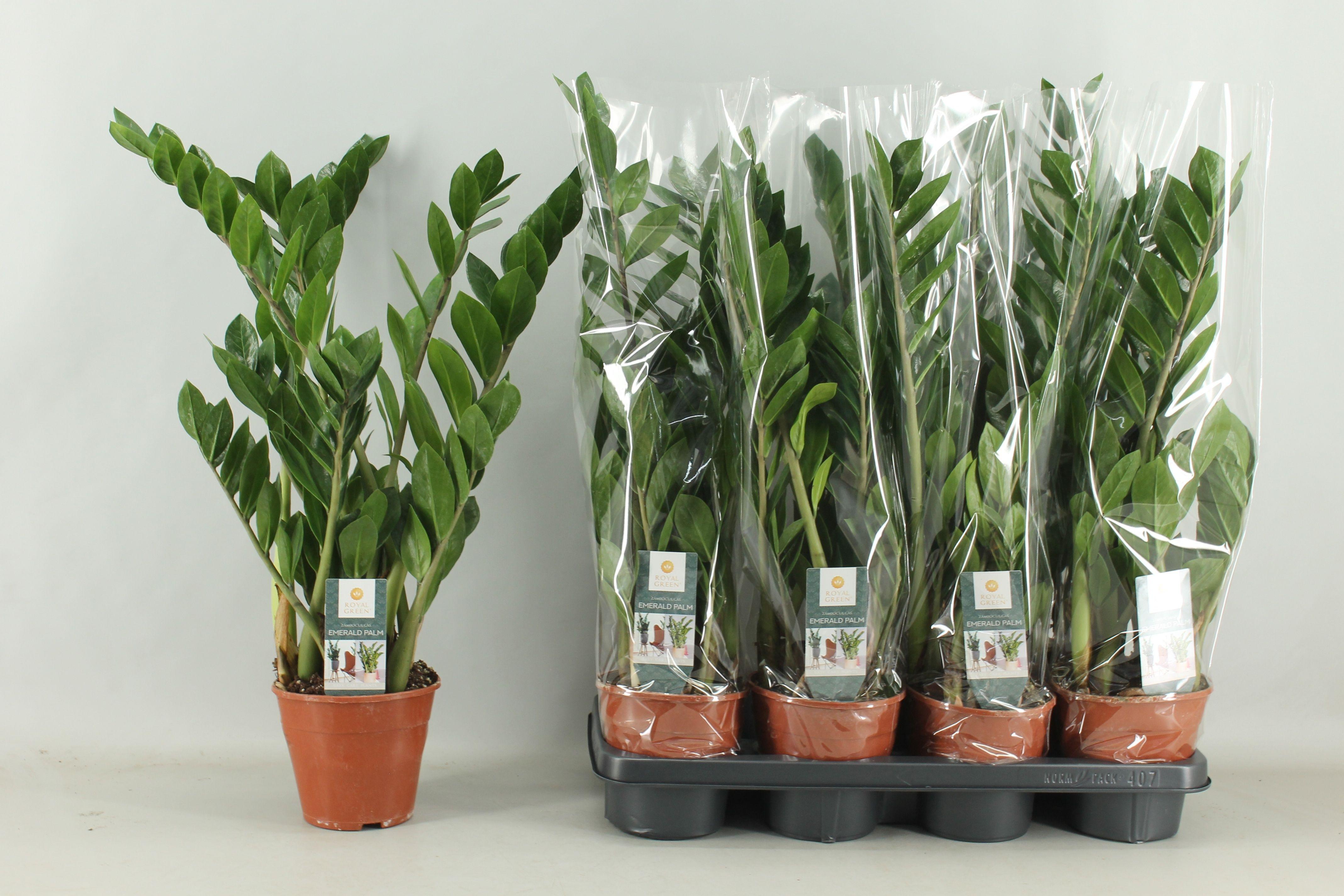 Горшечные цветы и растения оптом Zamio Zamiifolia от 7шт из Голландии с доставкой по России