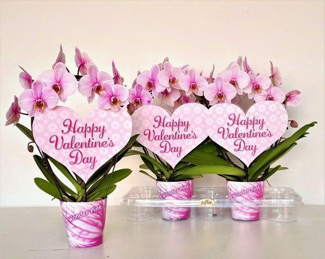 Горшечные цветы и растения оптом Phal Ov Roze от 4шт из Голландии с доставкой по России