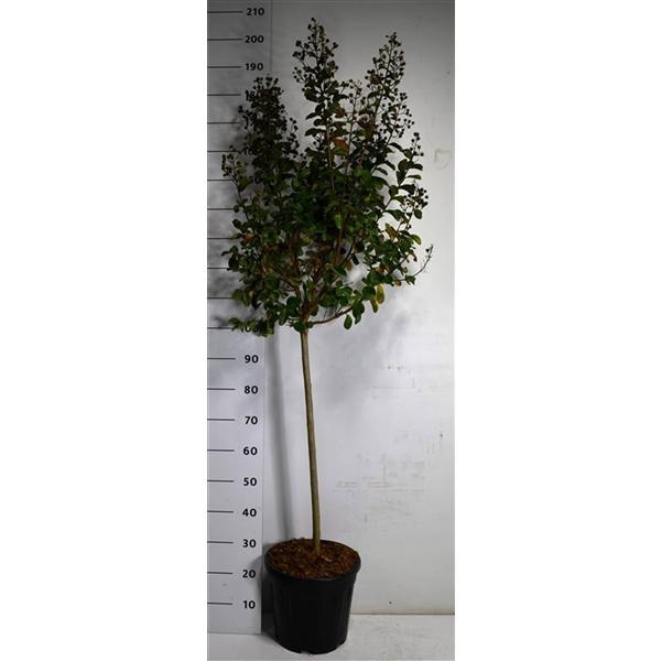 Горшечные цветы и растения оптом Lagerstroemia I. Pink Velour On Stem от 1шт из Голландии с доставкой по России