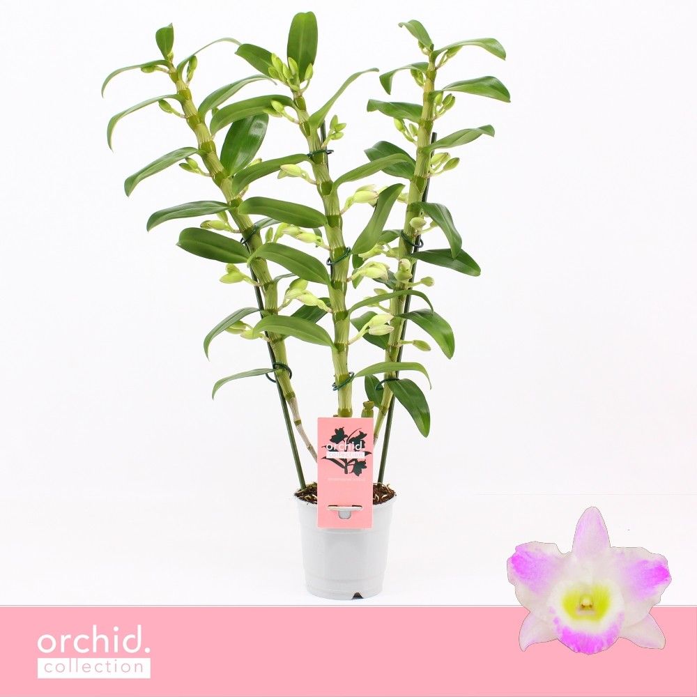 Горшечные цветы и растения оптом Den Nob 3st Pandora Orchid Collection от 10шт из Голландии с доставкой по России