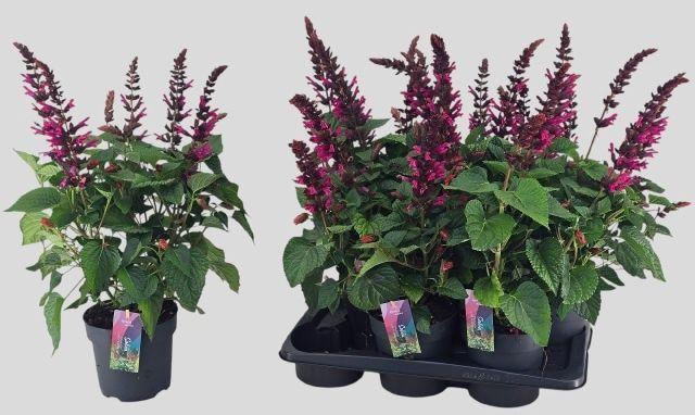 Горшечные цветы и растения оптом Salvia  Lake Flaming от 6шт из Голландии с доставкой по России