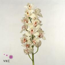 Срезанные цветы оптом Cymbidium white cascade от 6шт.. из Голландии с доставкой по России
