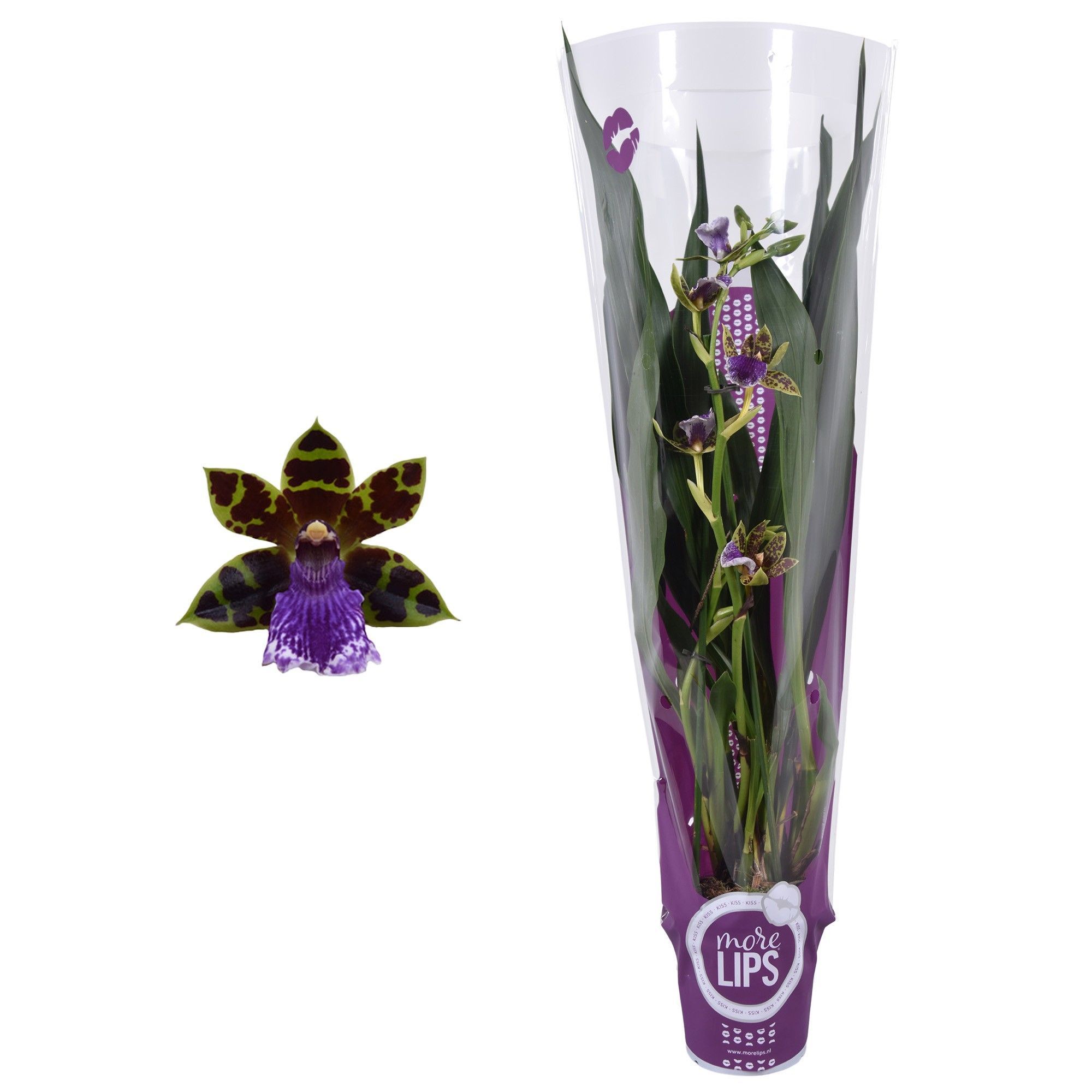 Горшечные цветы и растения оптом Zygopetalum 2st In Purple Sleeve (morelips) от 6шт из Голландии с доставкой по России