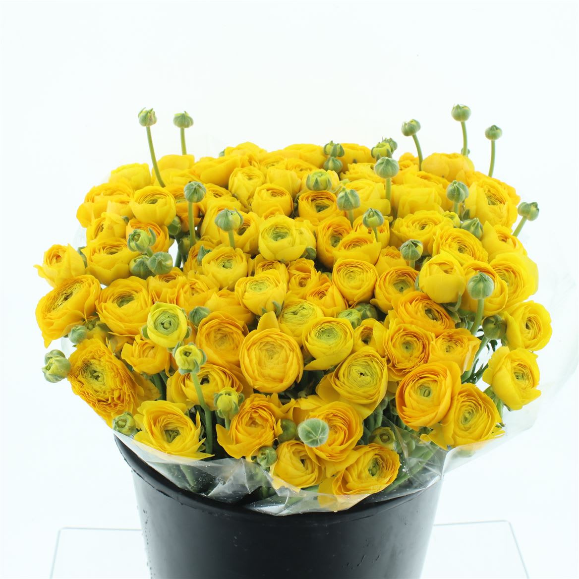 Срезанные цветы оптом Ranunculus elegance yellow от 50шт из Голландии с доставкой по России