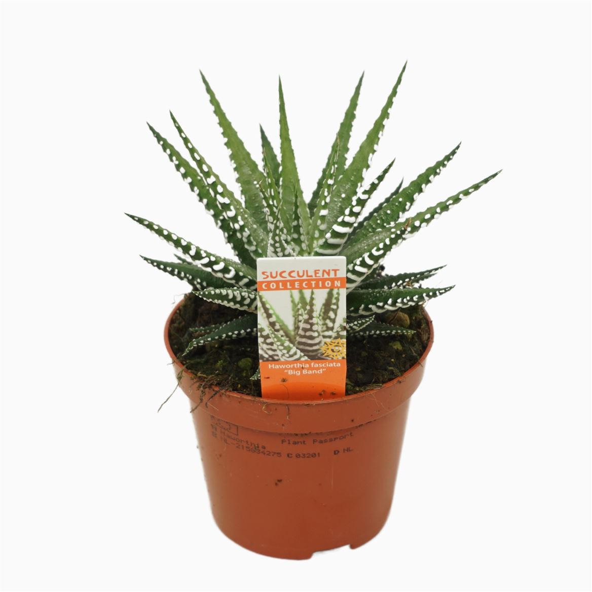 Горшечные цветы и растения оптом Haworthia Fasciata Big Band от 18шт (для телеги) из Голландии с доставкой по России