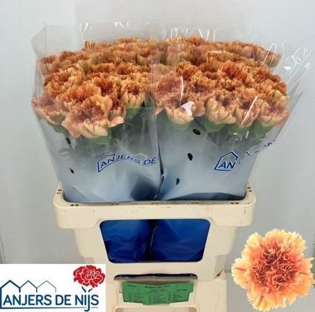 Срезанные цветы оптом Dianthus st dafne от 80шт из Голландии с доставкой по России