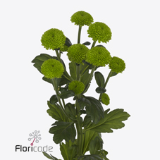 Срезанные цветы оптом Chrys sp feeling green dark от 80шт из Голландии с доставкой по России