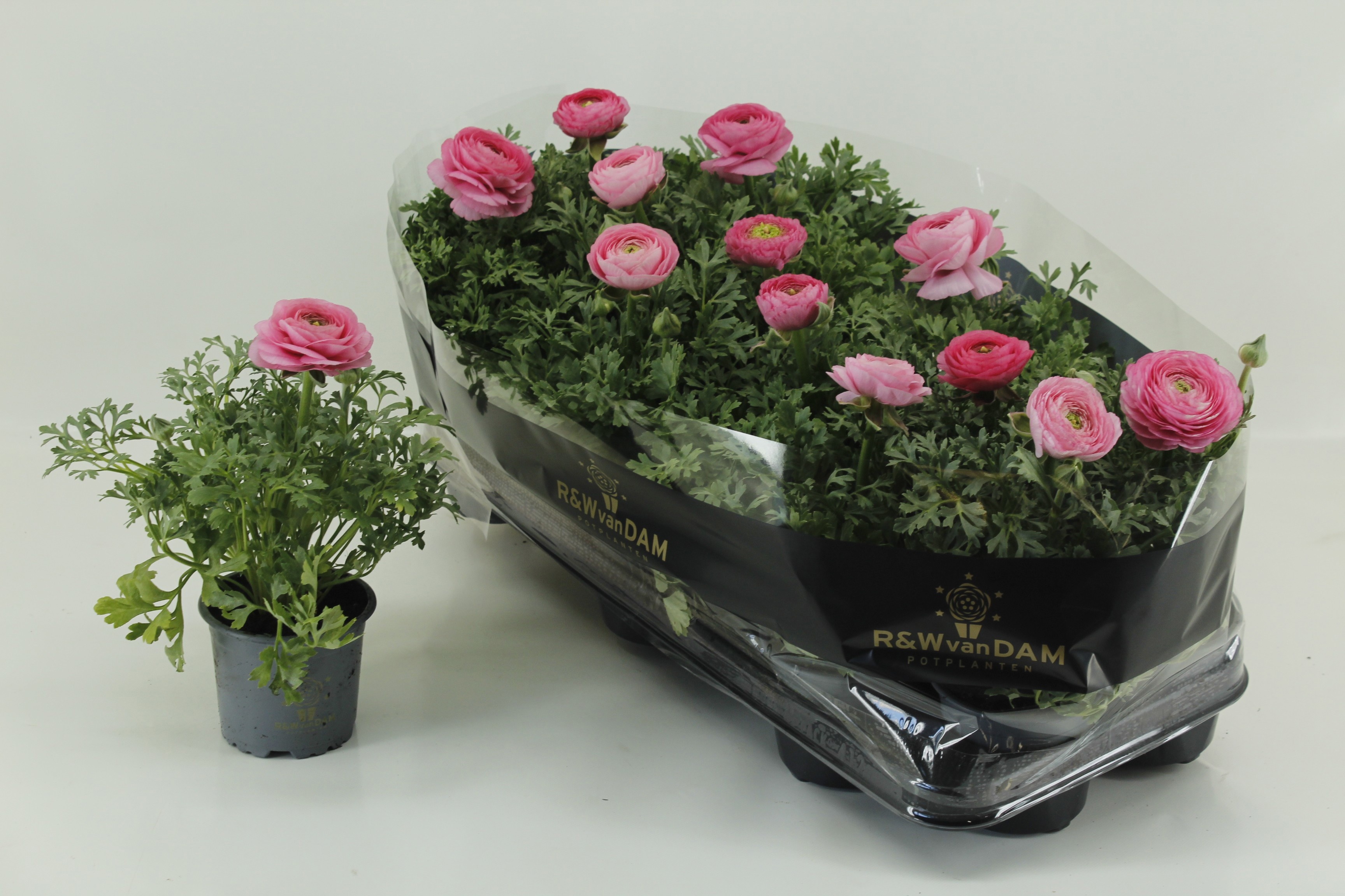 Горшечные цветы и растения оптом Ranun Sprink Pink от 12шт из Голландии с доставкой по России