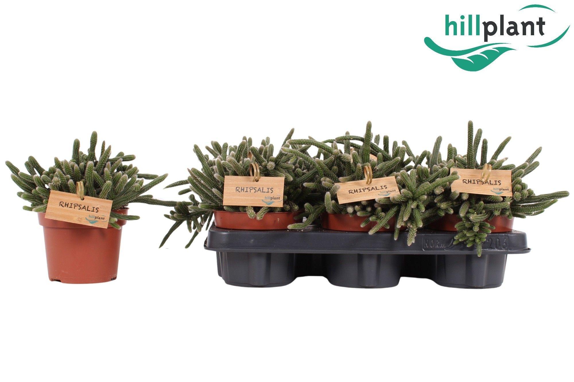 Горшечные цветы и растения оптом Rhipsalis Baccifera horrida от 6шт из Голландии с доставкой по России