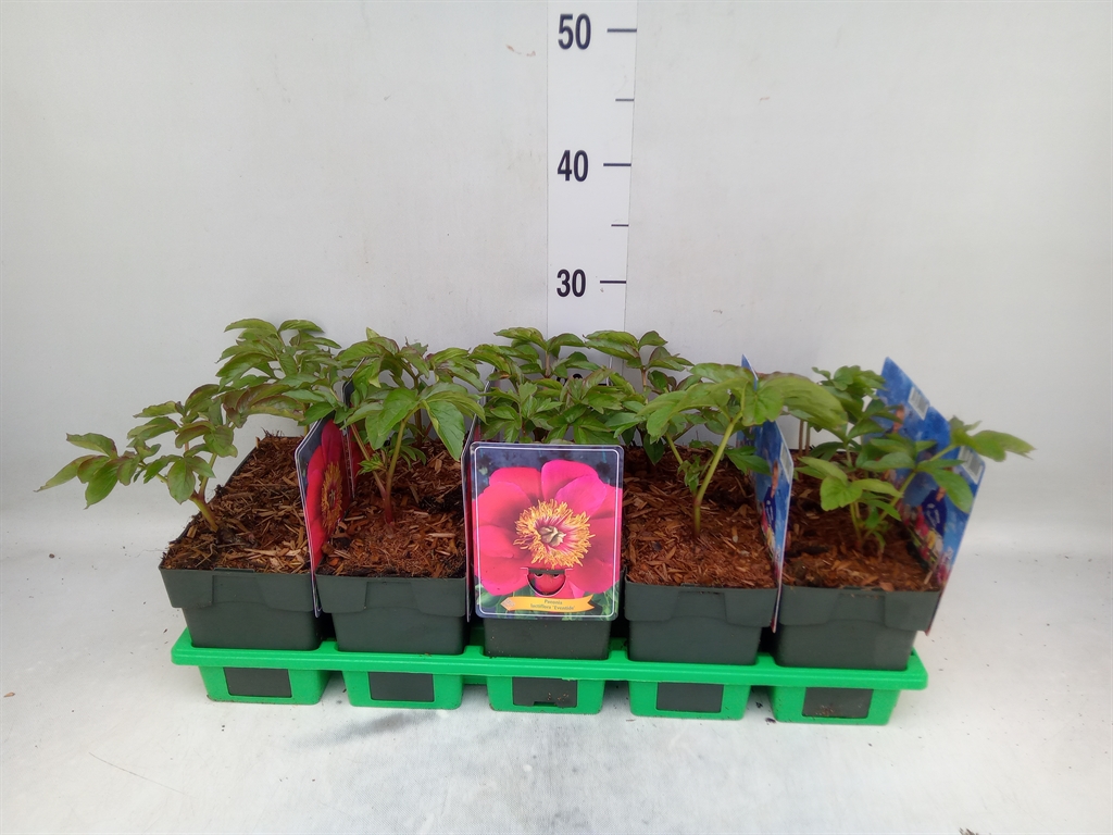 Горшечные цветы и растения оптом Paeonia Lact.   ...mix от 10шт из Голландии с доставкой по России