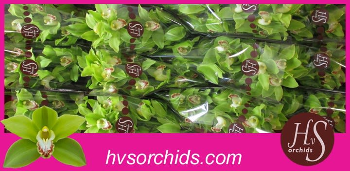 Срезанные цветы оптом Cymbidium green giant от 12шт из Голландии с доставкой по России