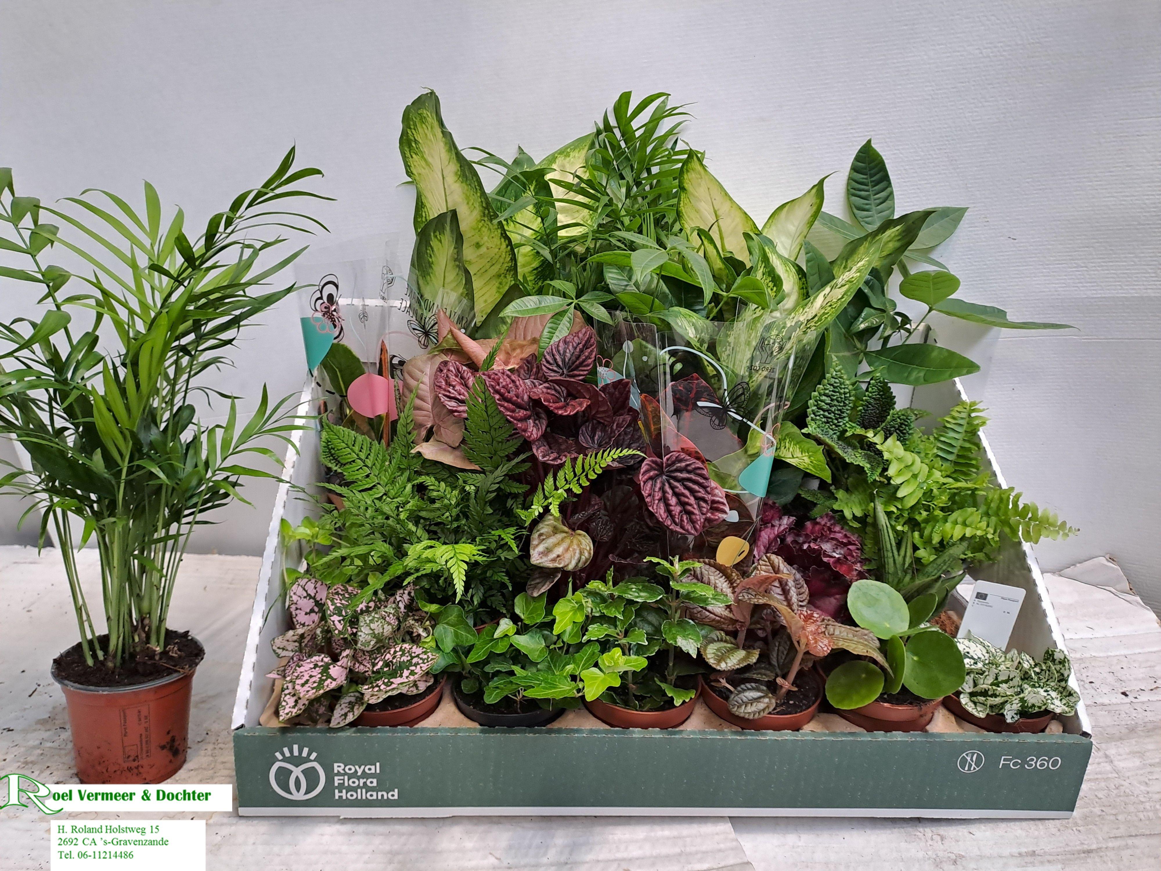 Горшечные цветы и растения оптом Kamerpl Gem Ov от 24шт (для телеги) из Голландии с доставкой по России