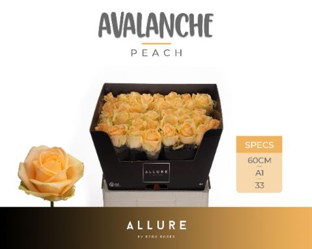 Срезанные цветы оптом Rosa large peach avalanche+ Allure от 40шт из Голландии с доставкой по России