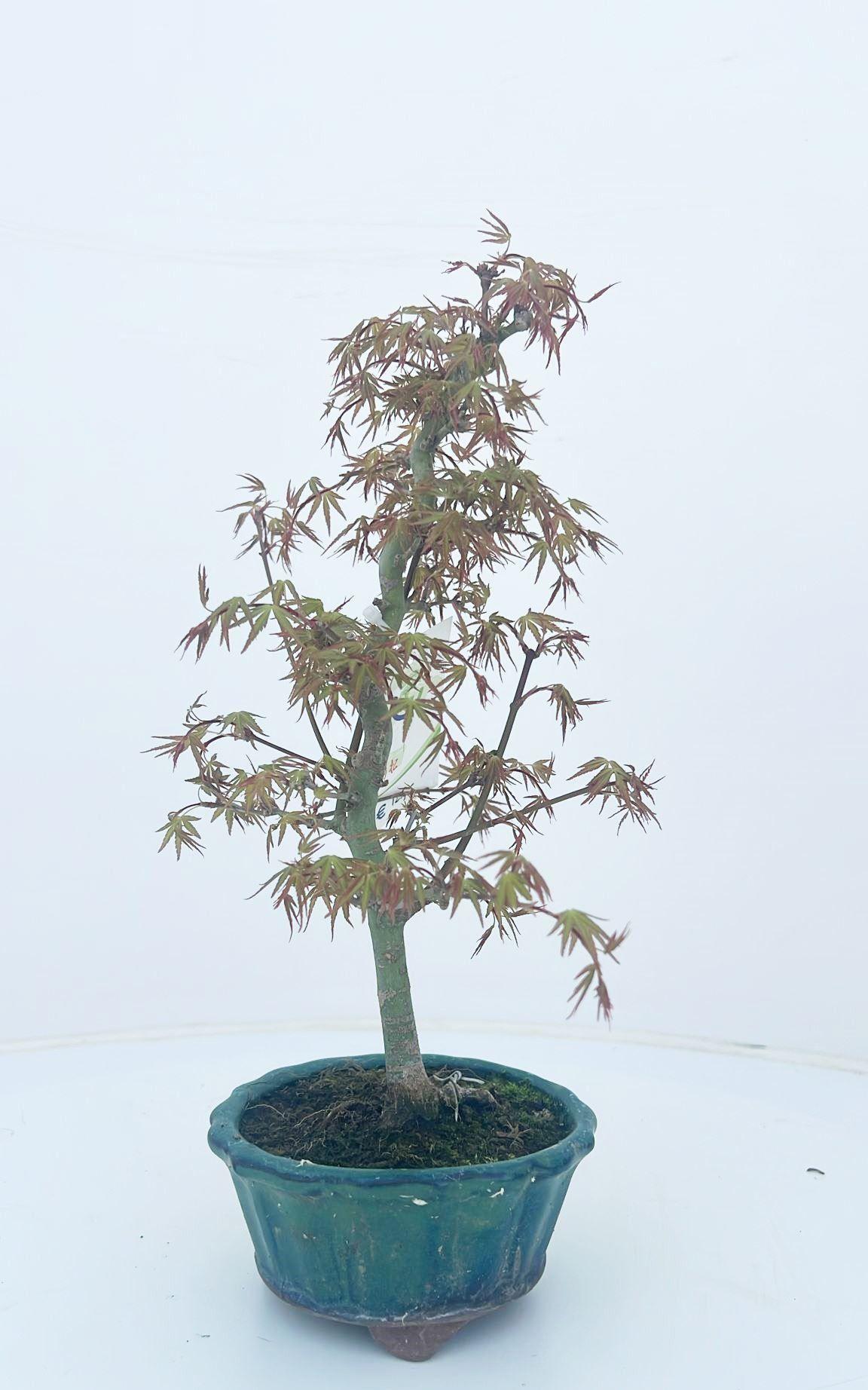 Горшечные цветы и растения оптом Acer Palmatum orihime 12cm. от 3шт из Голландии с доставкой по России