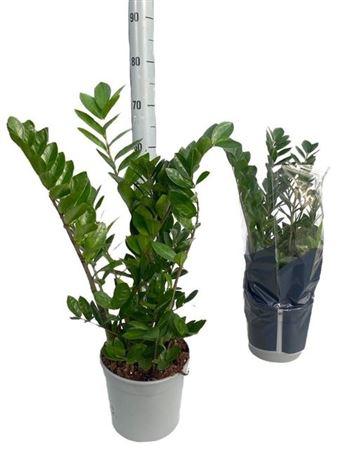 Горшечные цветы и растения оптом Zamio Zamiifolia 7+ от 1шт из Голландии с доставкой по России