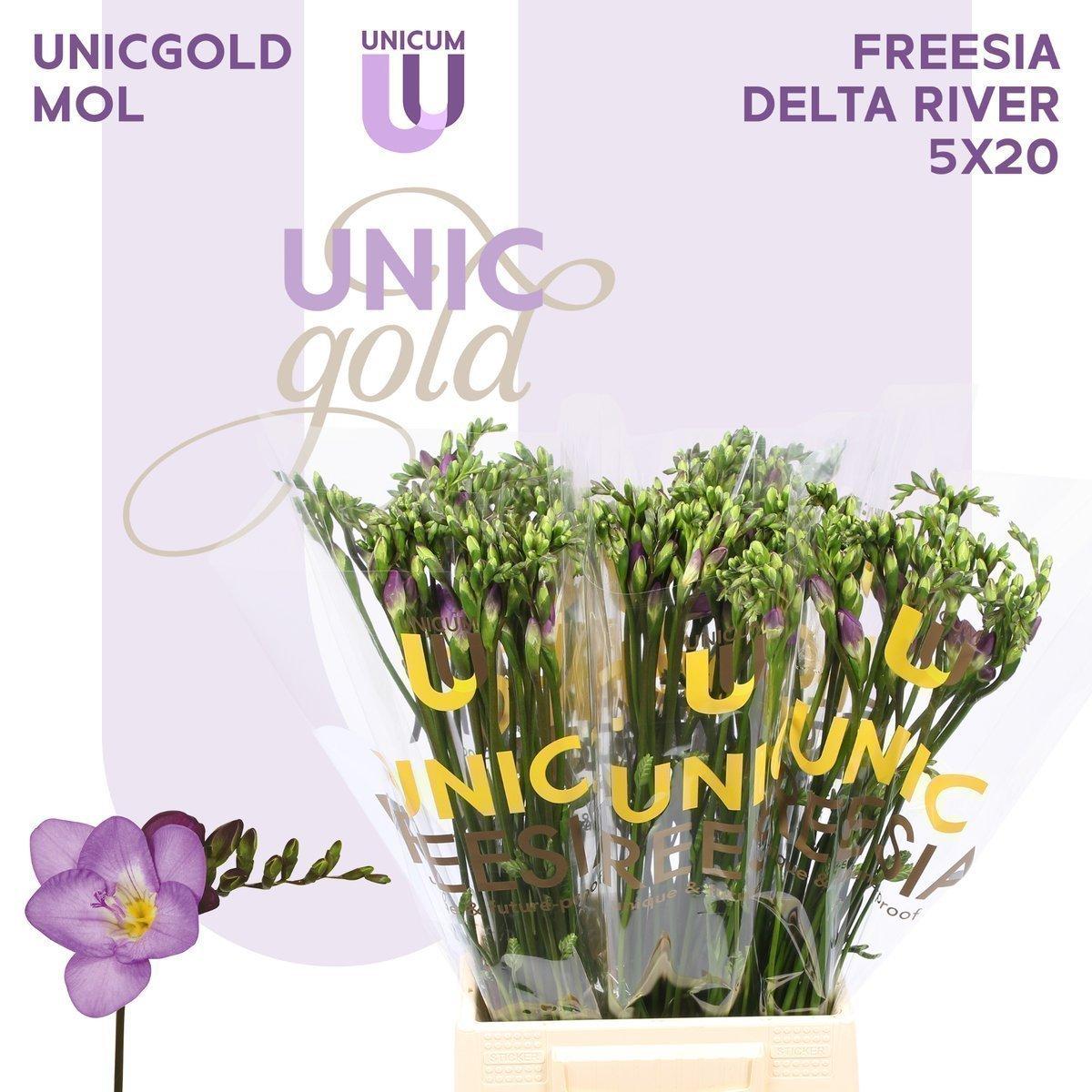 Срезанные цветы оптом Freesia si delta river от 100шт. из Голландии с доставкой по России