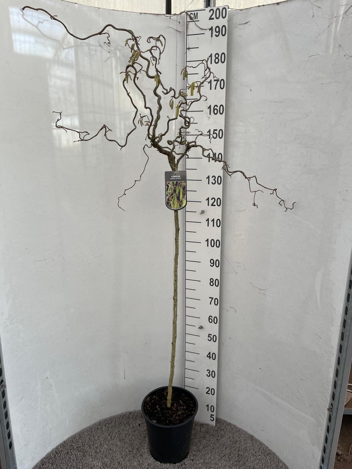 Горшечные цветы и растения оптом Corylus A Contorta от 1шт из Голландии с доставкой по России