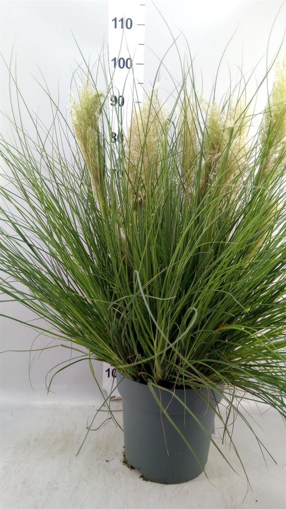 Горшечные цветы и растения оптом Cortaderia Sell. tiny Pampa от 1шт из Голландии с доставкой по России