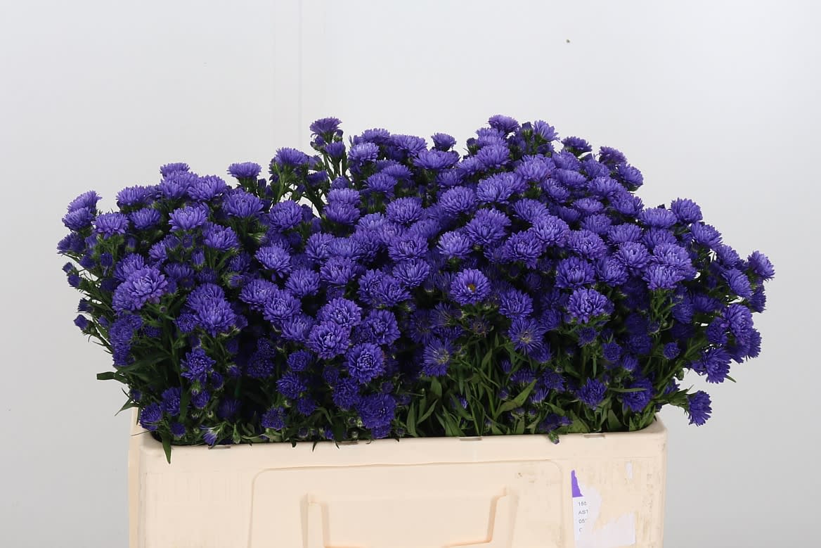 Срезанные цветы оптом Aster astee milka dark от 125шт из Голландии с доставкой по России