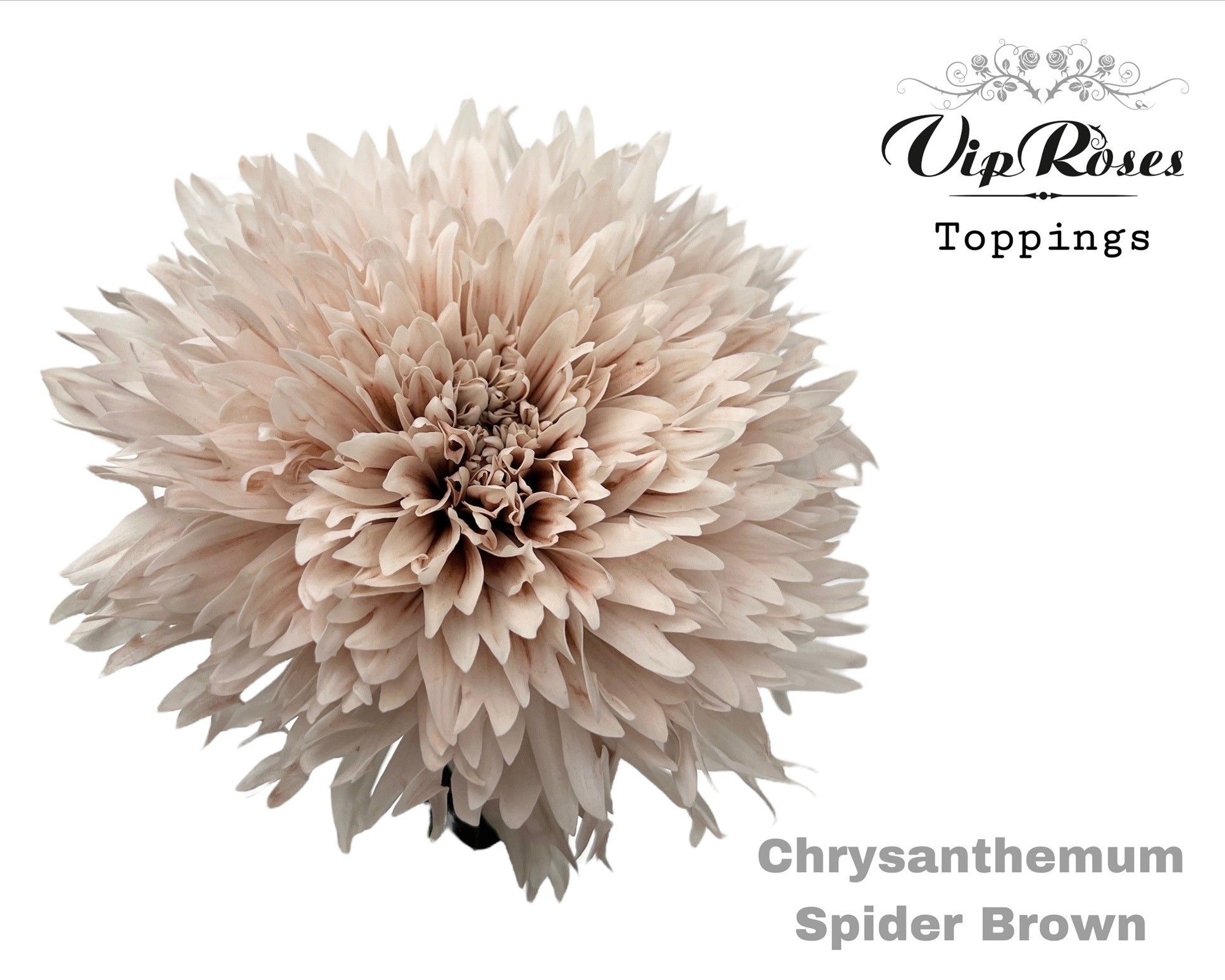 Срезанные цветы оптом Chrys bl paint spider brown от 20шт из Голландии с доставкой по России