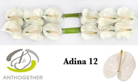 Срезанные цветы оптом Anthurium adina от 16шт. из Голландии с доставкой по России