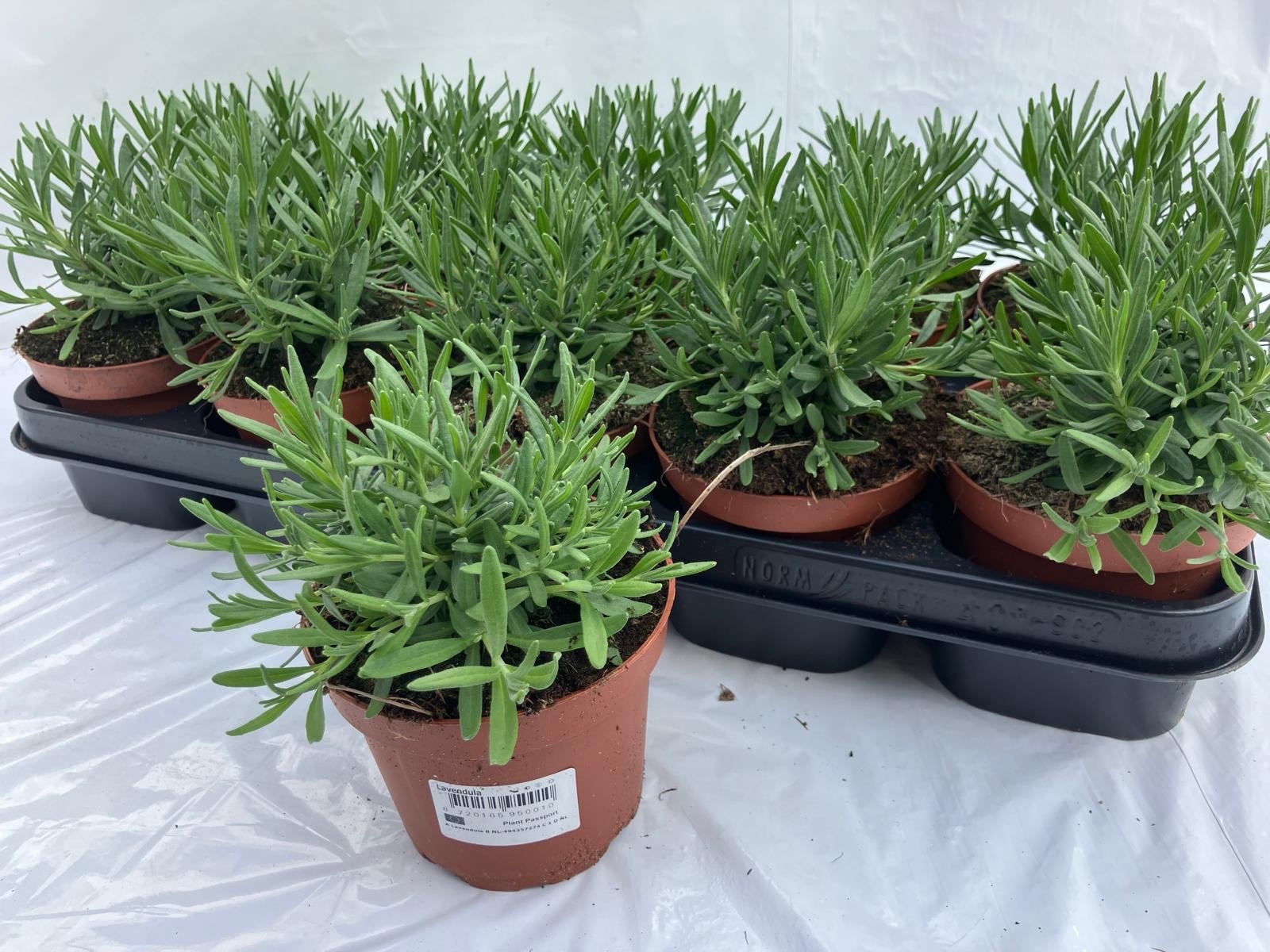 Горшечные цветы и растения оптом Lavan An Hidcote от 10шт из Голландии с доставкой по России