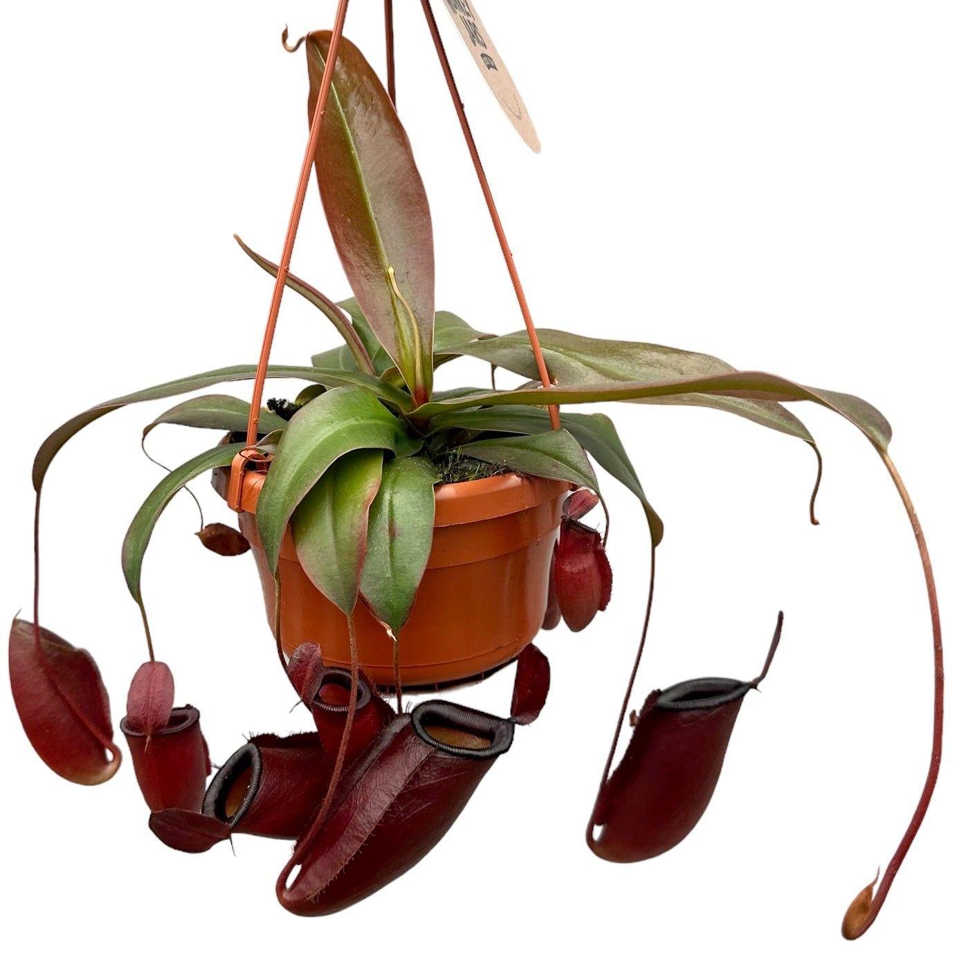 Горшечные цветы и растения оптом Nepenthes Monkey Jars Dark Secret от 4шт из Голландии с доставкой по России