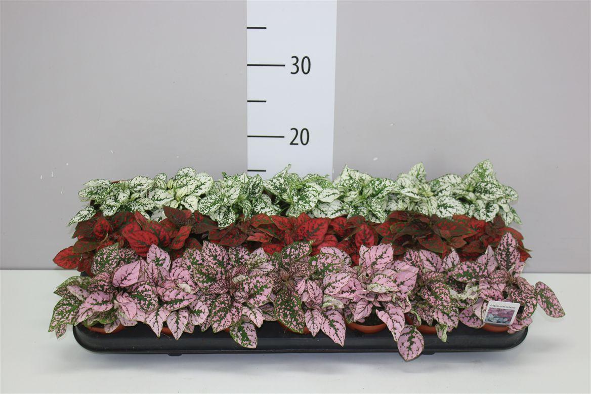 Горшечные цветы и растения оптом Hypoestes Ph Gemengd от 21шт (для телеги) из Голландии с доставкой по России