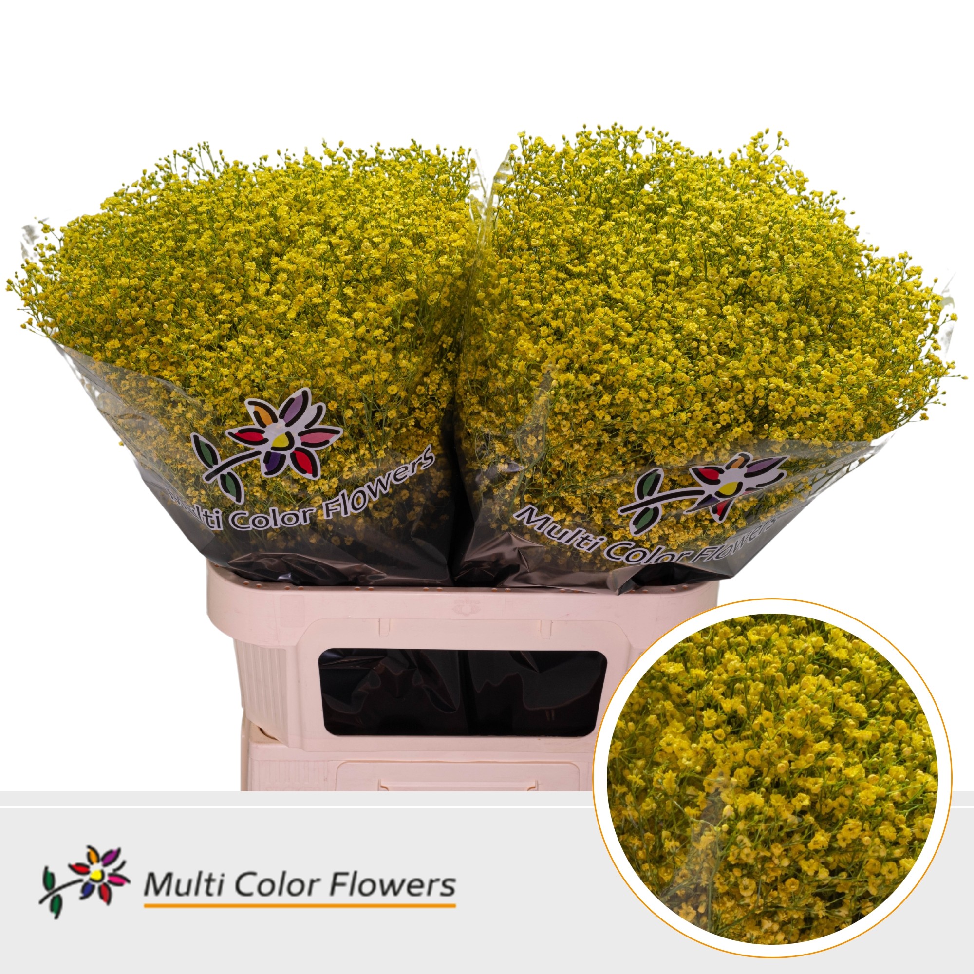 Срезанные цветы оптом Gyps fine paint yellow от 50шт. из Голландии с доставкой по России