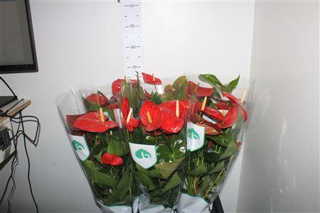 Горшечные цветы и растения оптом Anthu An Arebo 5-6 от 6шт из Голландии с доставкой по России