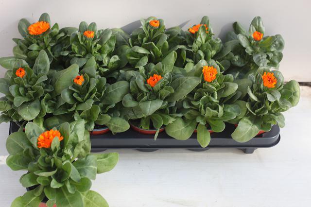 Горшечные цветы и растения оптом Calendul Officinalis от 10шт из Голландии с доставкой по России