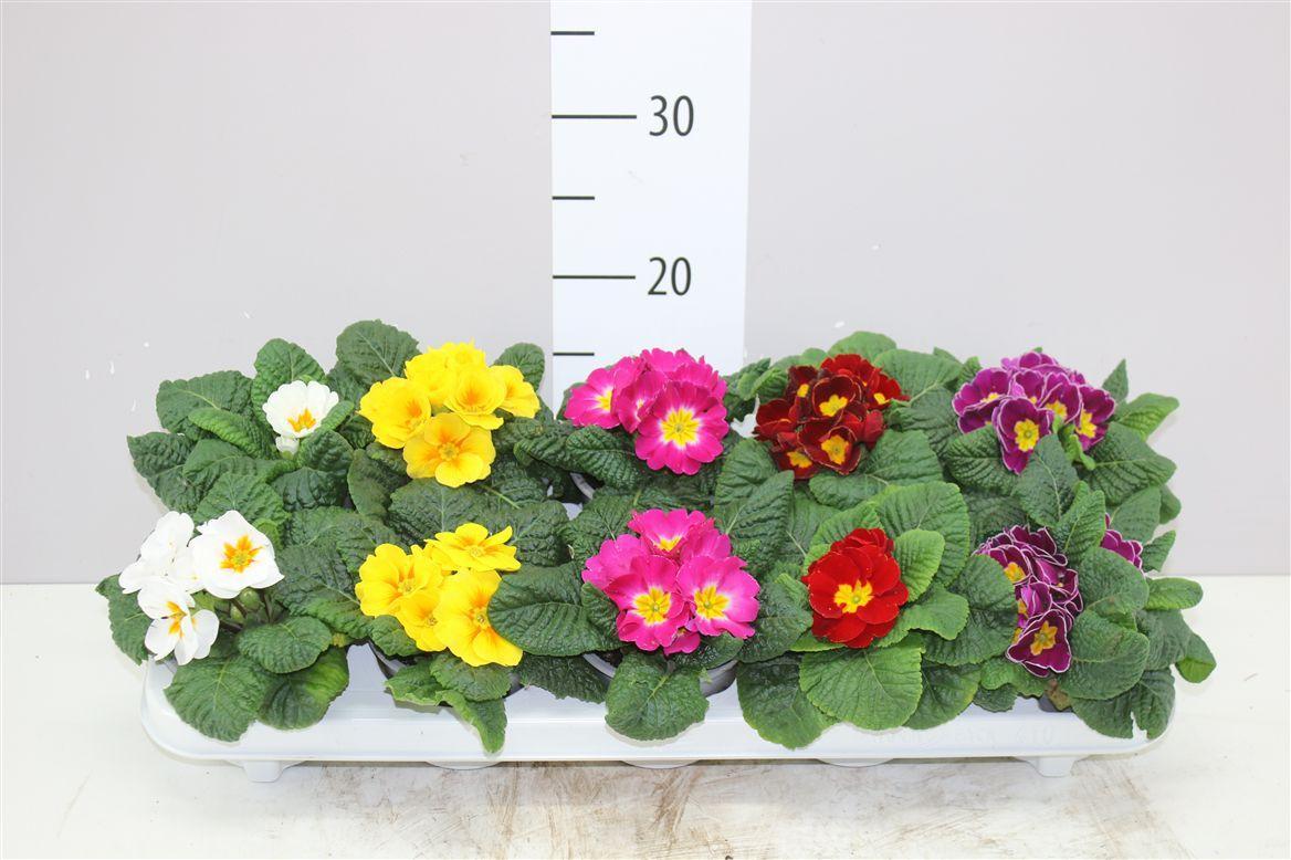Горшечные цветы и растения оптом Primula Acaulis Gemengd от 10шт из Голландии с доставкой по России