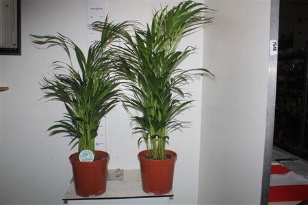 Горшечные цветы и растения оптом Dypsis Lutescens 25pp Spring Deal от 1шт из Голландии с доставкой по России