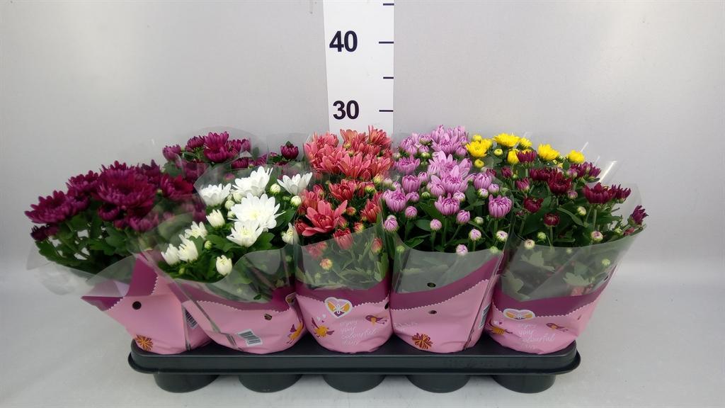 Горшечные цветы и растения оптом Chrysanthemum ..rosebud Mix от 10шт из Голландии с доставкой по России