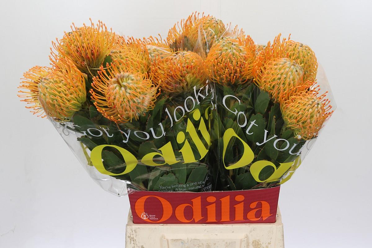 Срезанные цветы оптом Nutans soleil от 30шт. из Голландии с доставкой по России