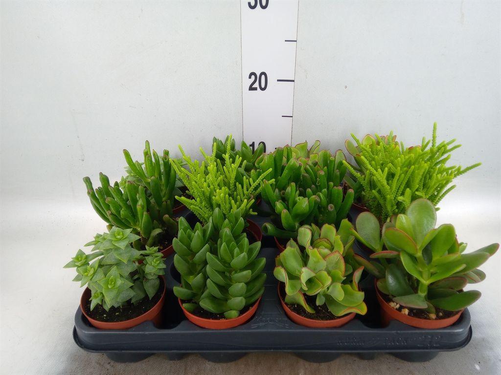 Горшечные цветы и растения оптом Crassula   ...mix от 12шт (для телеги) из Голландии с доставкой по России