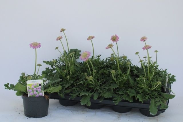 Горшечные цветы и растения оптом Scab Co Pink Mist от 8шт из Голландии с доставкой по России