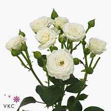 Срезанные цветы оптом Rosa sp white lady от 40шт из Голландии с доставкой по России