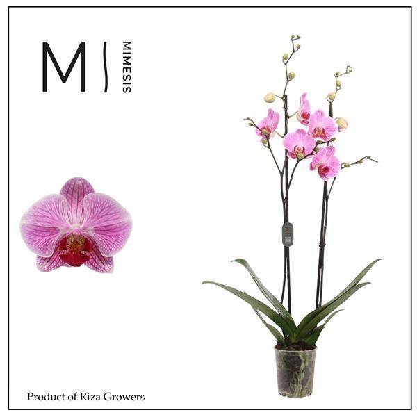 Горшечные цветы и растения оптом Phal 2st Cleveland 16+ от 10шт из Голландии с доставкой по России